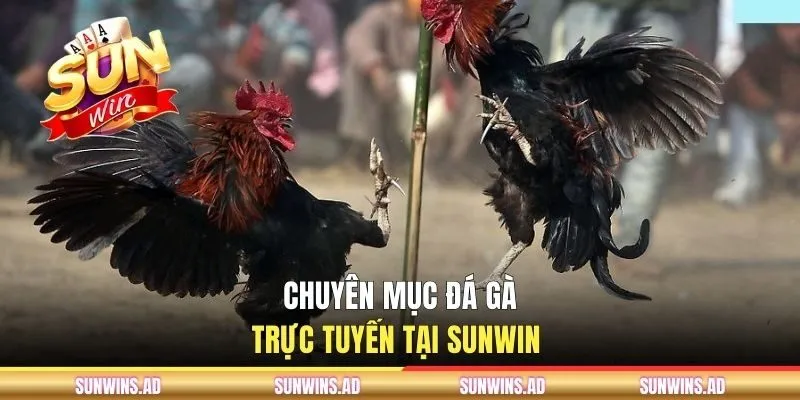 Đá Gà SUNWIN - Chuyên Mục Giải Trí Số 1 Cho Cộng Đồng Kê Thủ