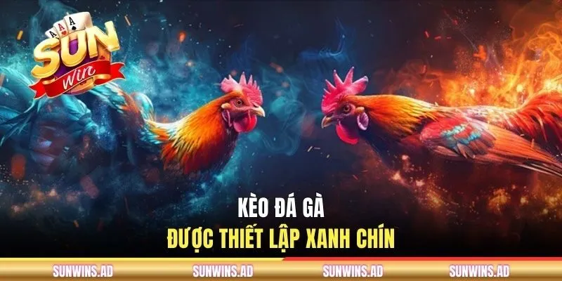 Đá Gà SUNWIN - Chuyên Mục Giải Trí Số 1 Cho Cộng Đồng Kê Thủ