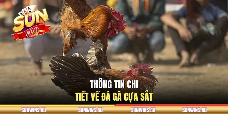 Đá Gà Cựa Sắt - Cách Chọn Chiến Kê Tại Cổng Game SUNWIN